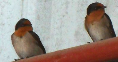 hangar birds at swift aircraft services jandakot