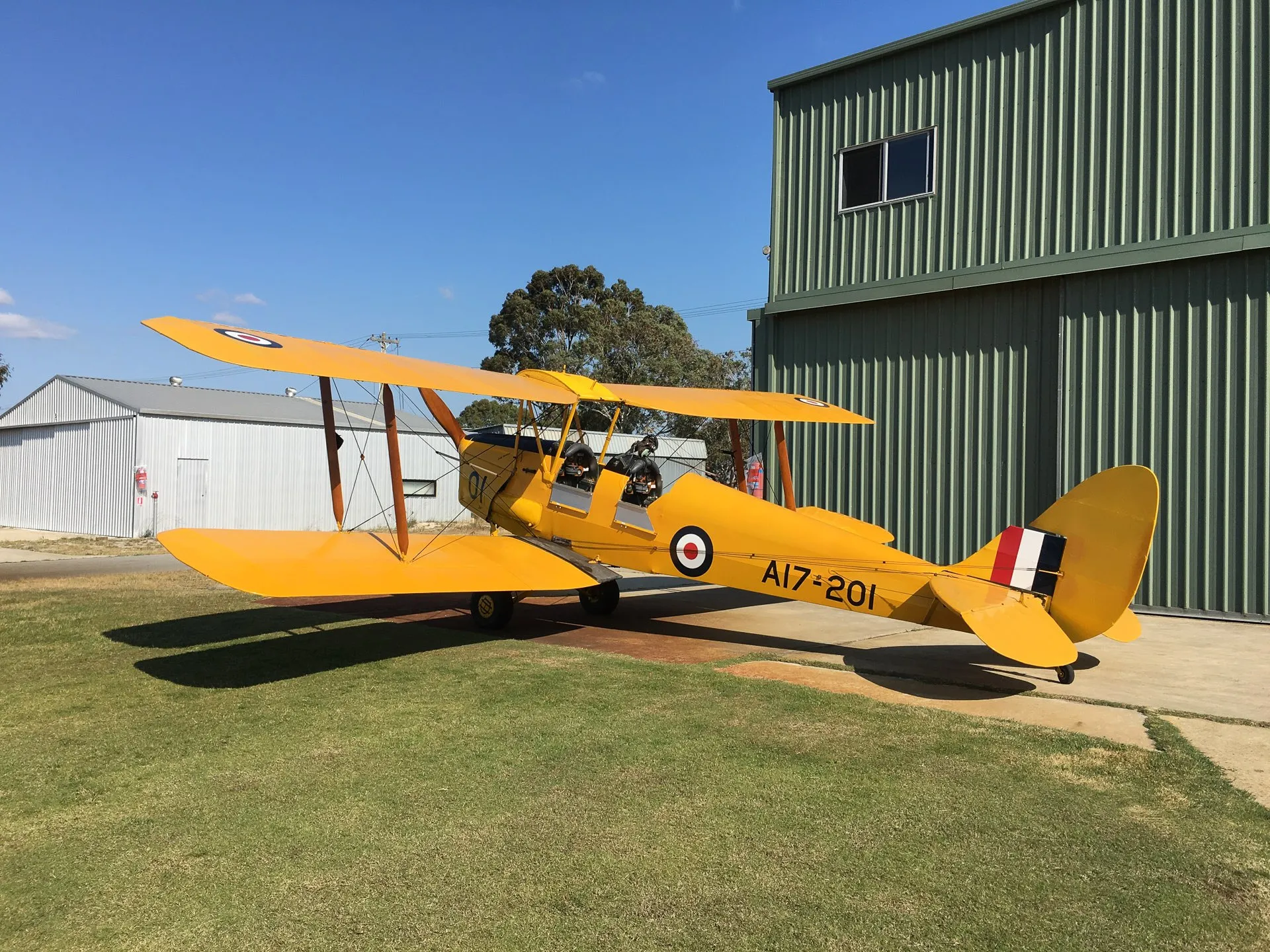 Tigermoth